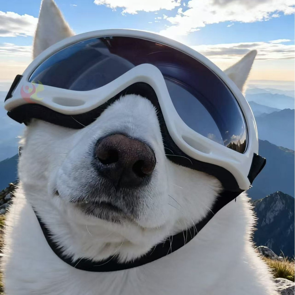 Perro con las gafas cortavientos de doble correa en la montaña